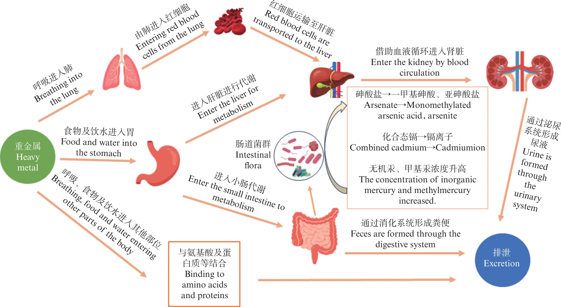 提取物中的有机砷如何变成无机砷